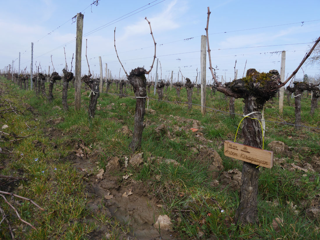 Виноградник на урожай